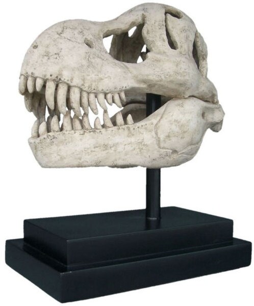 T-rex Dinosaur Skull Fossil Statue Reproduction Decorative
